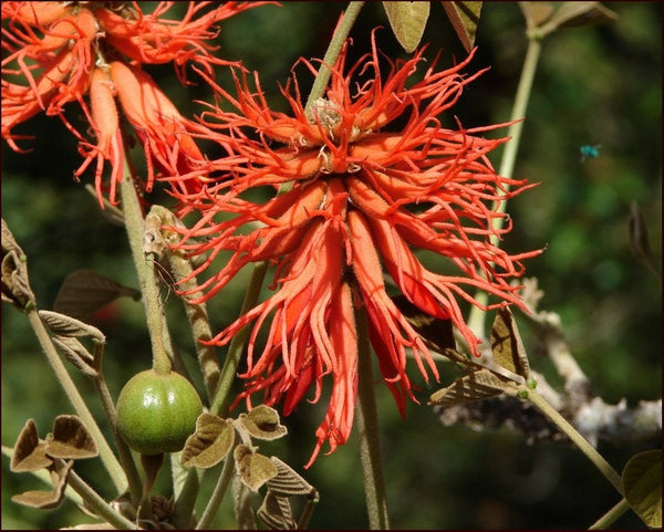 Graines Erythrina abyssinica, Arbre de corail d'Abyssinie