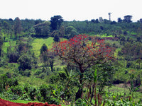 Graines Erythrina abyssinica, Arbre de corail d'Abyssinie