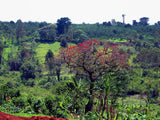 Graines Erythrina abyssinica, Arbre de corail d'Abyssinie