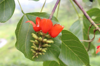 Graines Erythrina subumbrans