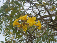 Graines Tabebuia Aurea, Tabebuia Argentea