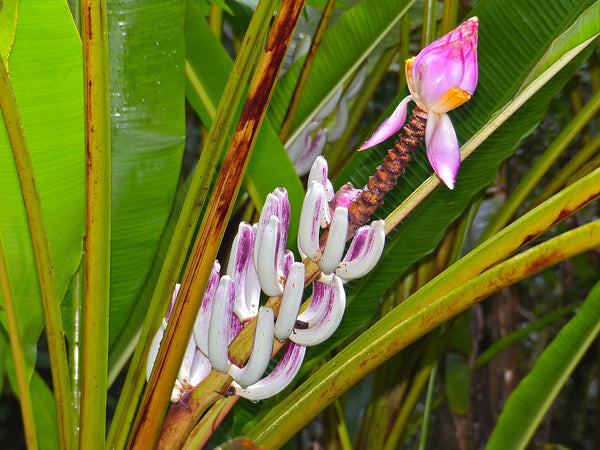 Graines Musa Campestris var. Campestris, Bananier