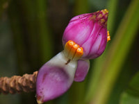 Graines Musa Campestris var. Campestris, Bananier