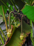 Graines Musa borneensis var. flavida, Bananier