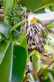 Graines Musa sp. Mt. Popomanaseu, Bananier