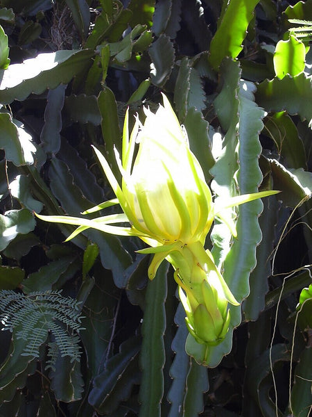 Graines Pitaya Hylocereus Undatus, Fruit du Dragon Blanc