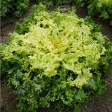 100 Graines Scarole Frisée de Ruffec, Cichorium Endivia