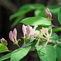 Graines Chèvrefeuille d'Etrurie, Lonicera Etrusca