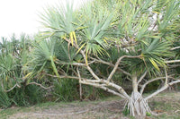 Graine Vacoa, Pandanus utilis