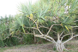 Graine Vacoa, Pandanus utilis