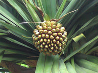 Graine Vacoa, Pandanus utilis