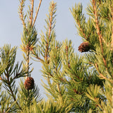 Graines Pinus Bungeana, Pin Napoléon