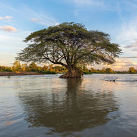 Graines Samanea Saman, Arbre de pluie