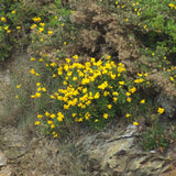 10 Graines Cheiranthus Cheiri, Giroflée des montagnes