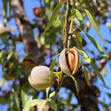 Graines de Prunus Dulcis var. Marcona, Amandier