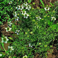 10 Graines de Nigella sativa, Cumin noir