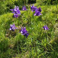 10 Graines Aquilegia vulgaris, Ancolie commune