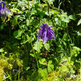 10 Graines Aquilegia vulgaris, Ancolie commune