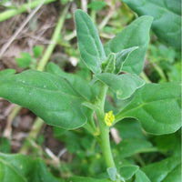 Graines Tetragonia Tetragonioides, Tétragone Cornue