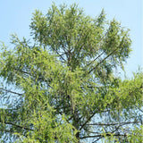 10 Graines Larix decidua sudetica, Mélèze d'Europe, Mélèze des Sudetes