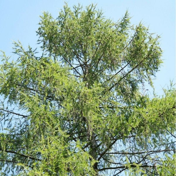 3 Graines Larix decidua sudetica, Mélèze d'Europe, Mélèze des Sudetes