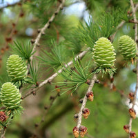 10 Graines Larix decidua sudetica, Mélèze d'Europe, Mélèze des Sudetes