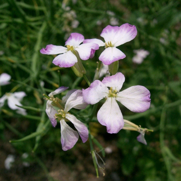 100 Graines Raphanus Sativus, Radis Fourrager