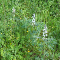 Graines de Lupinus Albus, Lupin Blanc