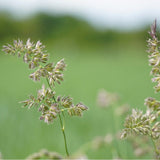 200 Graines Dactylis Glomerata, Dactyle Aggloméré