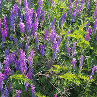 50 Graines Vicia Villosa, Vesce Velue