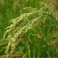 100 Graines Panicum miliaceum, Millet blanc