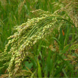 100 Graines Panicum miliaceum, Millet blanc