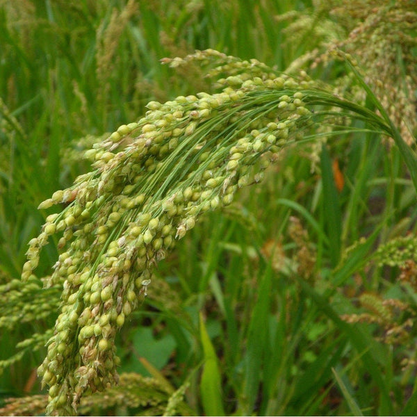 100 Graines Panicum miliaceum, Millet blanc