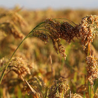 100 Graines Panicum miliaceum, Millet blanc