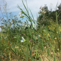 Graines de Lathyrus Sativus, Gesse fourragère, Gesse commune