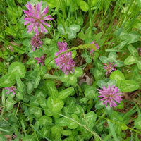 100 Graines Trifolium Pratense, Trèfle violet