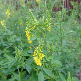 100 Graines Melilotus Officinalis , Mélilot Jaune