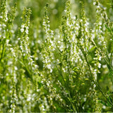 100 Graines Melilotus Alba, Mélilot Blanc