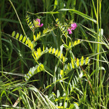 25 Graines Vicia Sativa, Vesce Commune