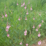 25 Graines Onobrychis Viciifolia, Sainfoin Simple