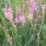 25 Graines Onobrychis Viciifolia, Sainfoin Simple