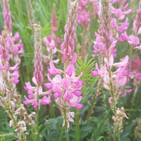 50 Graines Onobrychis Viciifolia, Sainfoin Simple