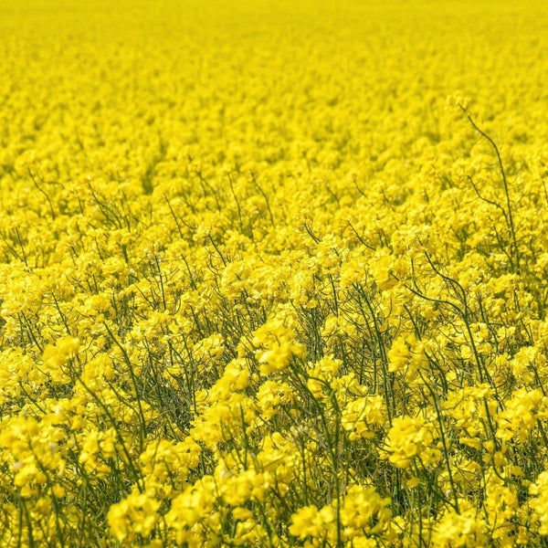 400 Graines Brassica Napus, Colza Fourrager