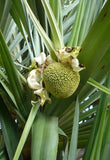 Graine Vacoa, Pandanus utilis