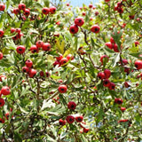 Graines Crataegus azarolus, Azérolier