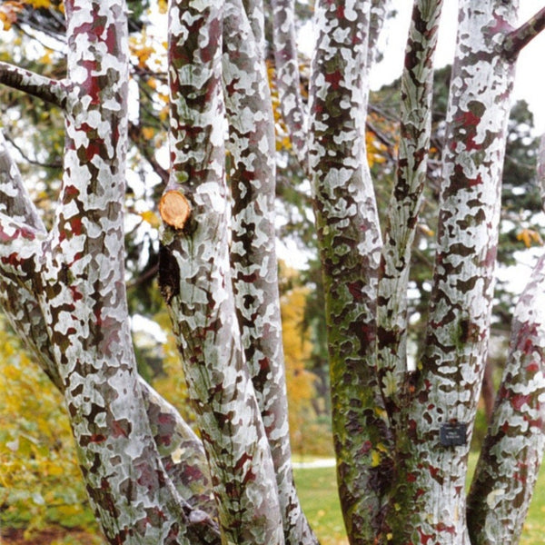 Graines Pinus Bungeana, Pin Napoléon