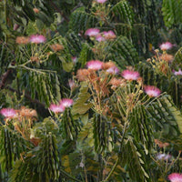 Graines Samanea Saman, Arbre de pluie