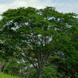 Graines Samanea Saman, Arbre de pluie