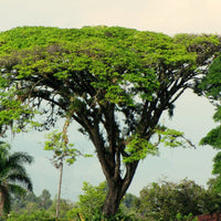 Graines Samanea Saman, Arbre de pluie