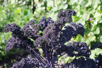 50 Graines Chou Kale Red Russian, Brassica Napus